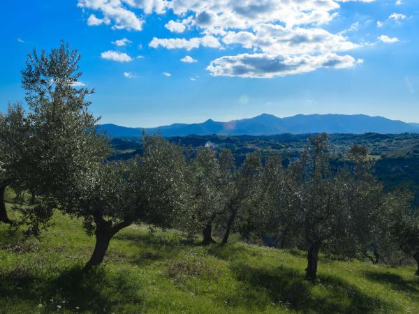 Gli oliveti storici - Visita guidata