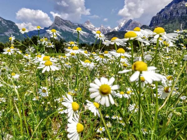 Saliet  Agricoltura biologica nel Parco Naturale delle Dolomiti Friulane