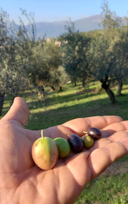 Varietà di olive