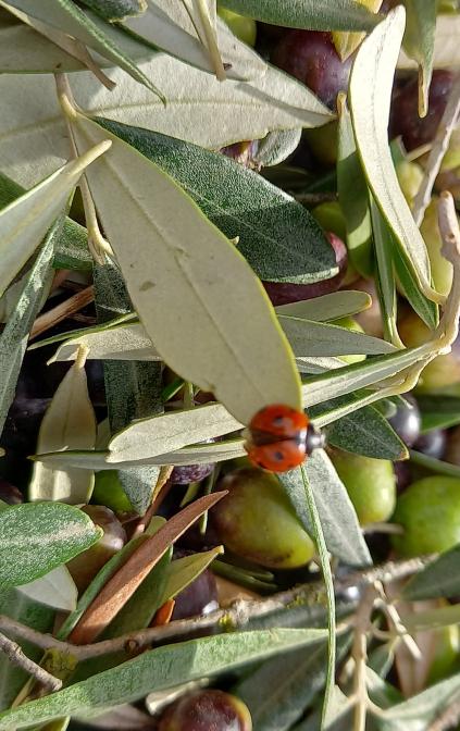 Biodiversità