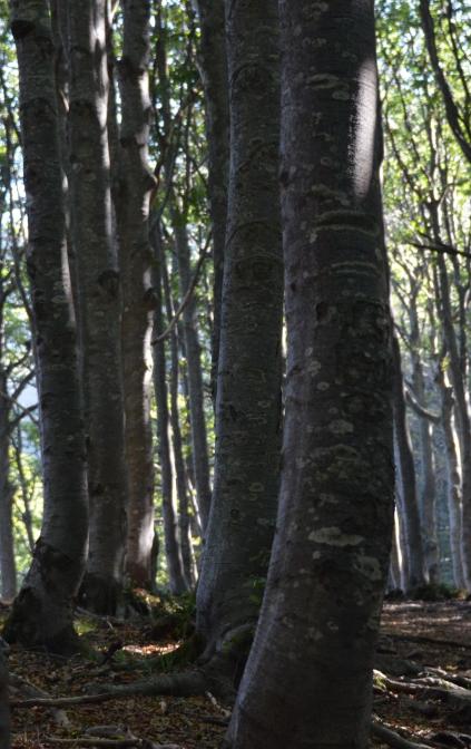 Val d'Aveto - Foresta del Penna