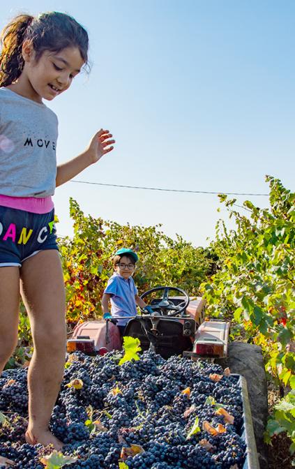 La vendemmia