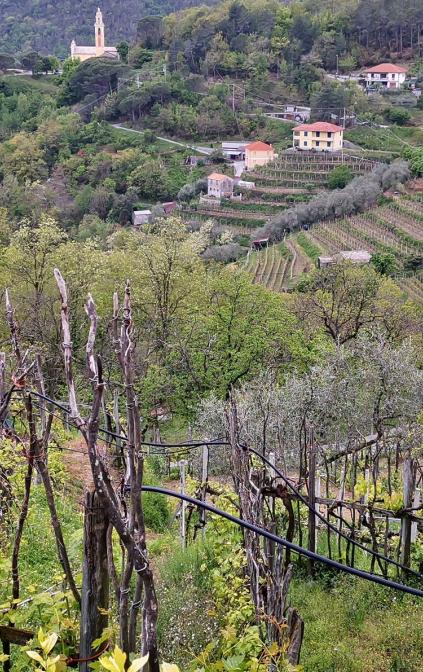 Val Graveglia - paesaggio rurale