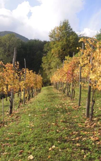 Passeggiata nel vigneto