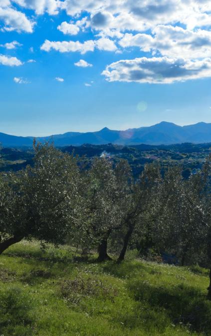 Gli oliveti storici - Visita guidata