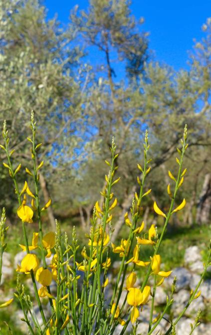 Ginestre e olivi