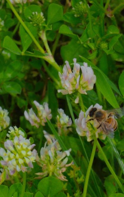 Biodiversità