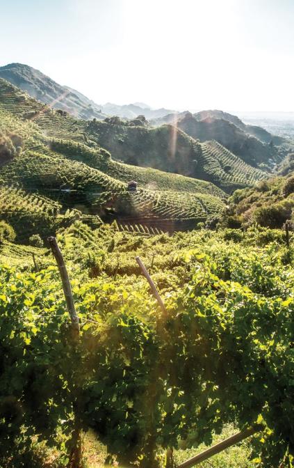 I vigneti Drusian, nel cuore della Colline del Prosecco di Conegliano e Valdobbiadene.