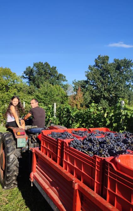 Durante la vendemmia 