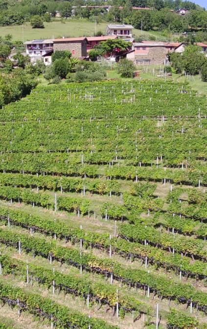 Vigna vista dall'alto 