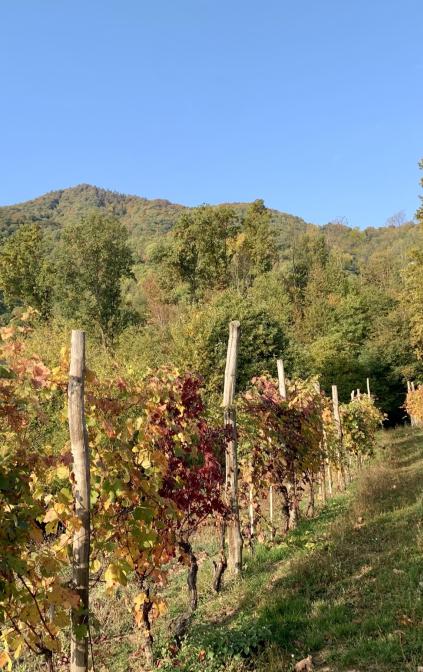 Passeggiata nel vigneto