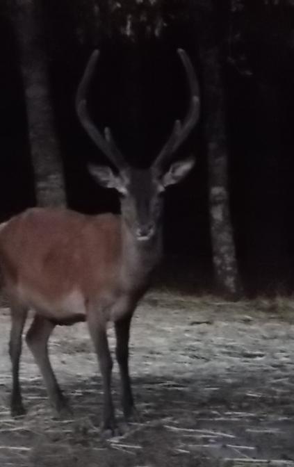 Incontri durante l'escursione con cena nel bosco. 