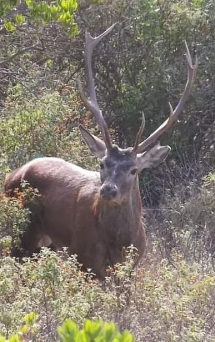 Ascolto del bramito del Cervo sardo