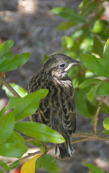 Abitanti del giardino: Merlo