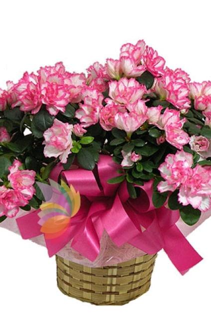 Azalea per la festa della mamma 24,99€