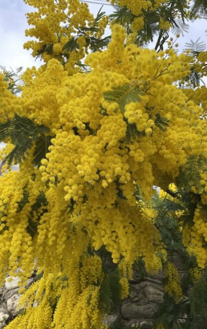 La mimosa per la festa della donna, 12,99€