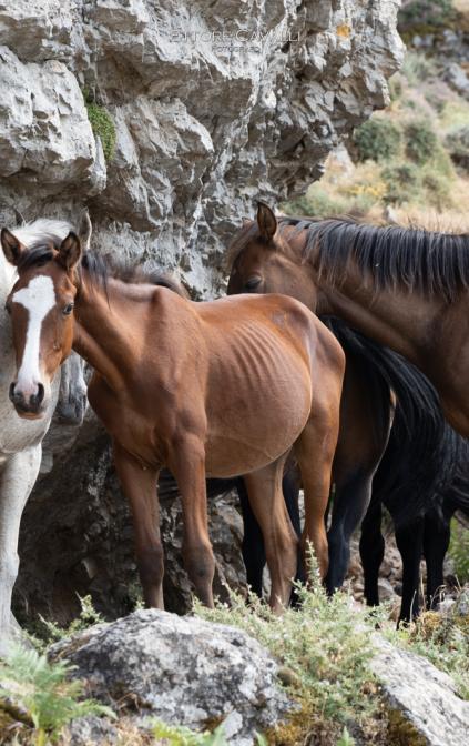 Animali al pascolo