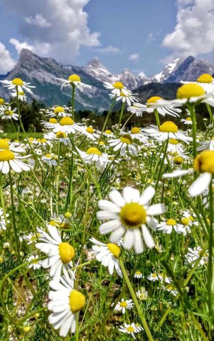 Saliet  Agricoltura biologica nel Parco Naturale delle Dolomiti Friulane