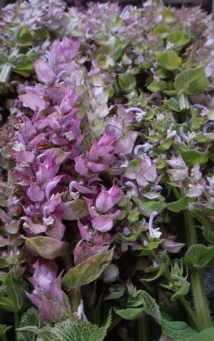 fiore di salvia Sclarea