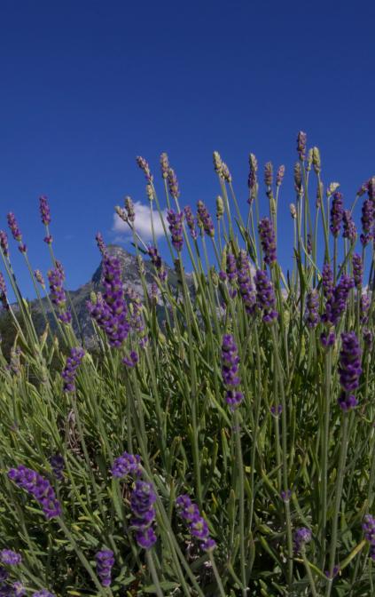 Lavanda Blu