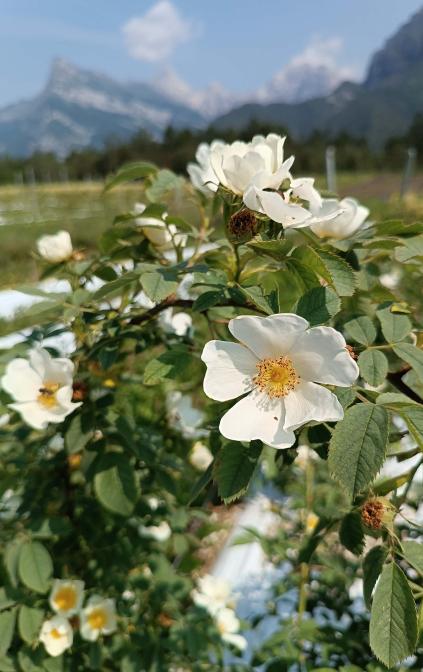 Rosa canina bianca