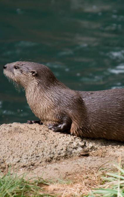 Lontra