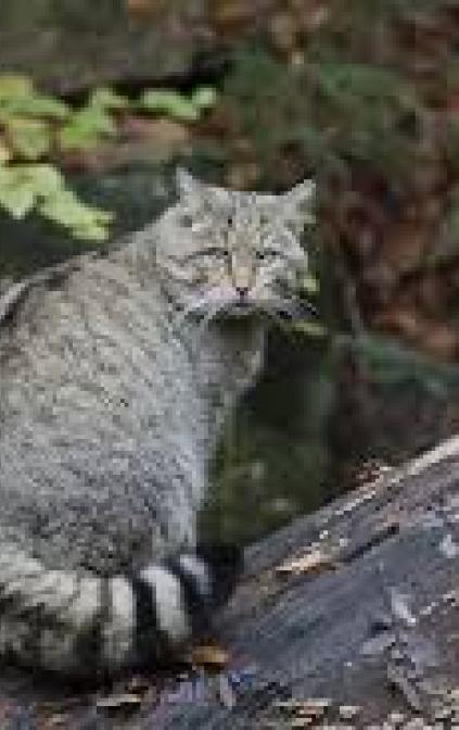 Gatto selvatico